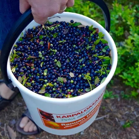 Arctic Heart בית הארחה 3*